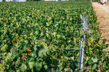 Sonbahar boyunca Fransa 'nın Reims kırsalında öğleden sonra yapılan Şampanya bağının manzarası