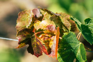 Sonbahar boyunca Fransa 'nın Reims kırsalında öğleden sonra yapılan Şampanya bağının manzarası