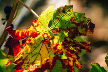 Sonbahar boyunca Fransa 'nın Reims kırsalında öğleden sonra yapılan Şampanya bağının manzarası