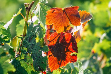 Sonbahar boyunca Fransa 'nın Reims kırsalında öğleden sonra yapılan Şampanya bağının manzarası