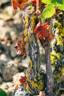 Sonbahar boyunca Fransa 'nın Reims kırsalında öğleden sonra yapılan Şampanya bağının manzarası