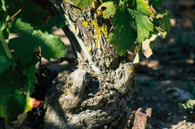 Sonbahar boyunca Fransa 'nın Reims kırsalında öğleden sonra yapılan Şampanya bağının manzarası