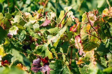 Sonbahar boyunca Fransa 'nın Reims kırsalında öğleden sonra yapılan Şampanya bağının manzarası