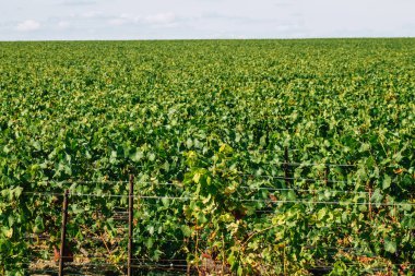 Sonbahar boyunca Fransa 'nın Reims kırsalında öğleden sonra yapılan Şampanya bağının manzarası