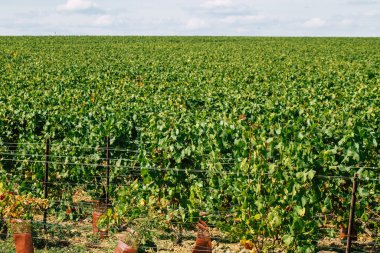 Sonbahar boyunca Fransa 'nın Reims kırsalında öğleden sonra yapılan Şampanya bağının manzarası