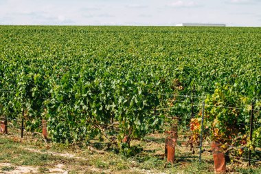 Sonbahar boyunca Fransa 'nın Reims kırsalında öğleden sonra yapılan Şampanya bağının manzarası