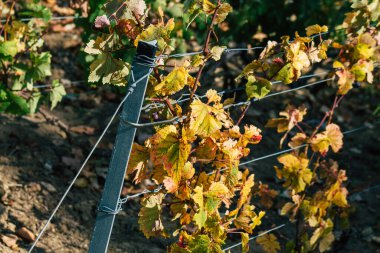 Sonbahar boyunca Fransa 'nın Reims kırsalında öğleden sonra yapılan Şampanya bağının manzarası