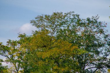 Fransa 'da sonbaharda öğleden sonra ağaçların yeşil yaprak ve dallarının görüntüsü