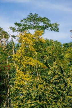 Fransa 'da sonbaharda öğleden sonra ağaçların yeşil yaprak ve dallarının görüntüsü