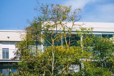 Fransa 'da sonbaharda öğleden sonra ağaçların yeşil yaprak ve dallarının görüntüsü