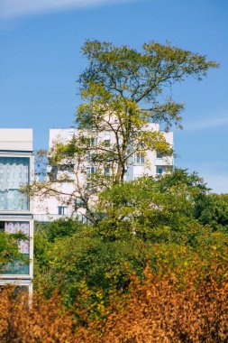 Fransa 'da sonbaharda öğleden sonra ağaçların yeşil yaprak ve dallarının görüntüsü