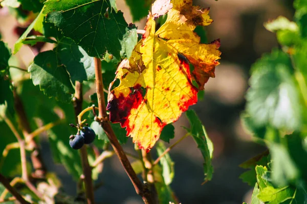 秋の間のシャンパンのブドウ畑の眺めフランスのランスの田舎で午後 — ストック写真