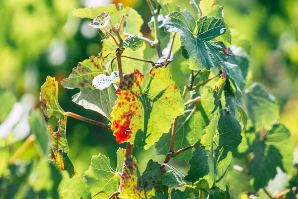 Вид Виноградник Chopard Время Autumn Сельской Местности Реймс Франции Второй — стоковое фото