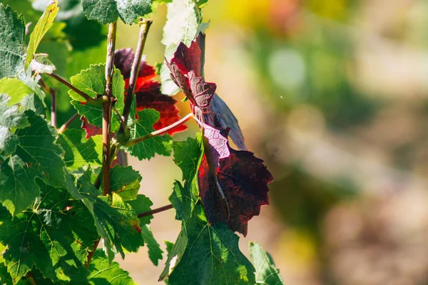 Uitzicht Wijngaard Van Champagne Tijdens Herfst Het Platteland Van Reims — Stockfoto