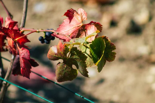 Veduta Del Vigneto Champagne Durante Autunno Nelle Campagne Reims Francia — Foto Stock