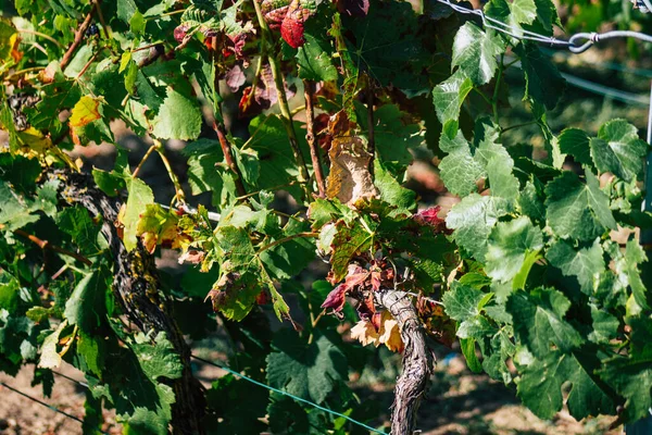 Вид Виноградник Шампані Восени Сільській Місцевості Реймс Франції Пополудні — стокове фото