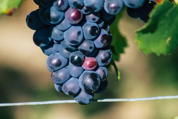 Blick Auf Den Weinberg Der Champagne Herbst Der Landschaft Von — Stockfoto