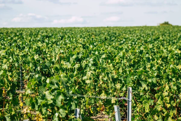 Sonbahar boyunca Fransa 'nın Reims kırsalında öğleden sonra yapılan Şampanya bağının manzarası
