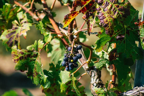 Utsikt Över Vingården Champagne Hösten Landsbygden Reims Frankrike Eftermiddagen — Stockfoto