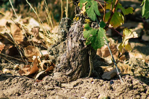 Utsikt Över Vingården Champagne Hösten Landsbygden Reims Frankrike Eftermiddagen — Stockfoto