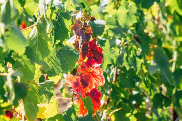 Utsikt Över Vingården Champagne Hösten Landsbygden Reims Frankrike Eftermiddagen — Stockfoto