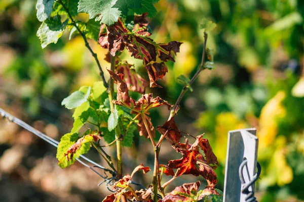 Veduta Del Vigneto Champagne Durante Autunno Nelle Campagne Reims Francia — Foto Stock