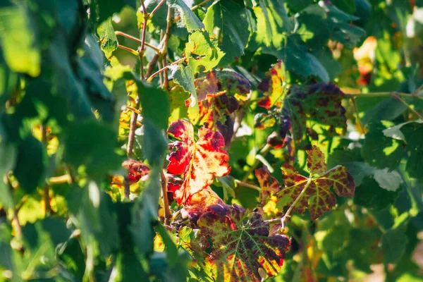 Blick Auf Den Weinberg Der Champagne Herbst Der Landschaft Von — Stockfoto