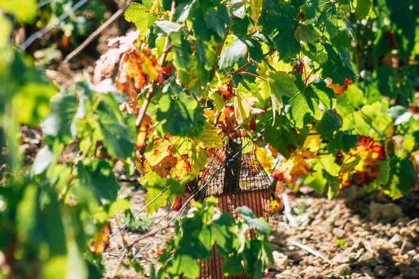 Vista Vinha Champagne Durante Outono Campo Reims França Tarde — Fotografia de Stock