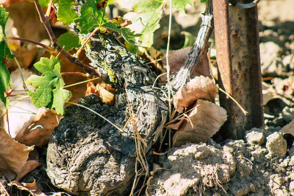 Kilátás Szőlő Champagne Ősszel Vidék Reims Franciaországban Délután — Stock Fotó