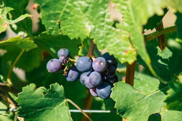 Вид Виноградник Chopard Время Autumn Сельской Местности Реймс Франции Второй — стоковое фото