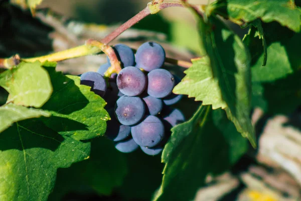 Sonbahar boyunca Fransa 'nın Reims kırsalında öğleden sonra yapılan Şampanya bağının manzarası