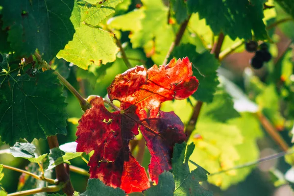 Utsikt Över Vingården Champagne Hösten Landsbygden Reims Frankrike Eftermiddagen — Stockfoto