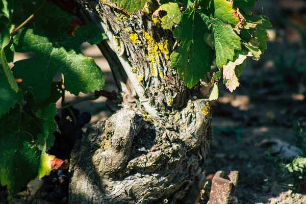 Sonbahar boyunca Fransa 'nın Reims kırsalında öğleden sonra yapılan Şampanya bağının manzarası
