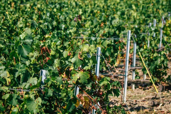 Uitzicht Wijngaard Van Champagne Tijdens Herfst Het Platteland Van Reims — Stockfoto