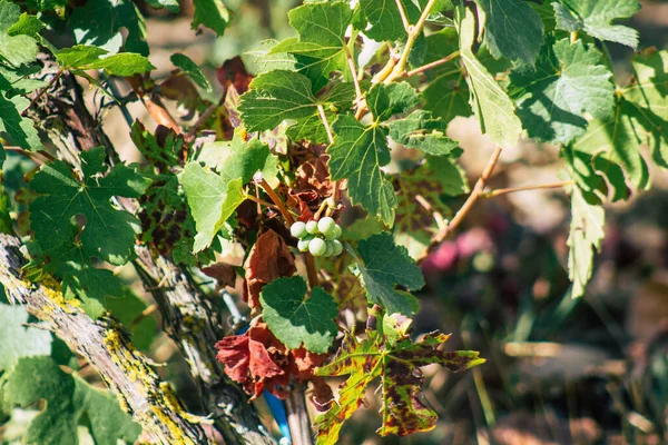 Utsikt Över Vingården Champagne Hösten Landsbygden Reims Frankrike Eftermiddagen — Stockfoto