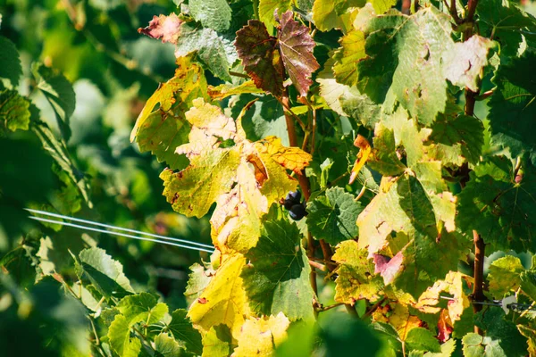 Utsikt Över Vingården Champagne Hösten Landsbygden Reims Frankrike Eftermiddagen — Stockfoto