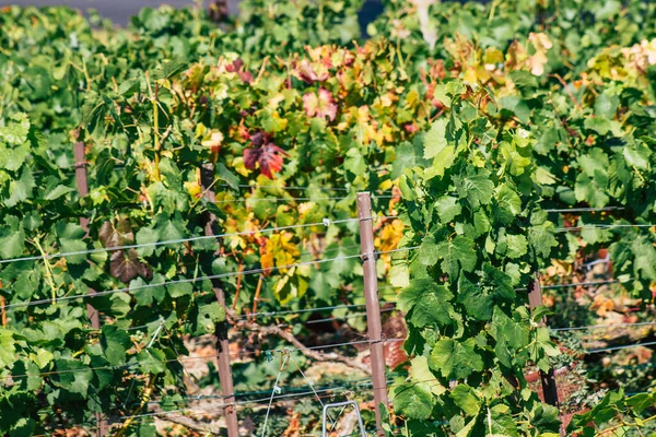 Veduta Del Vigneto Champagne Durante Autunno Nelle Campagne Reims Francia — Foto Stock