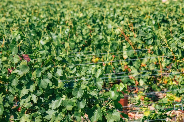 Sonbahar boyunca Fransa 'nın Reims kırsalında öğleden sonra yapılan Şampanya bağının manzarası