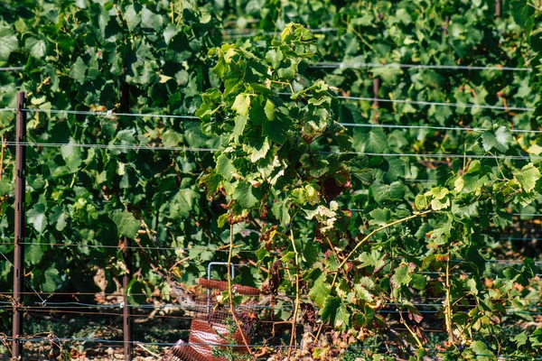 秋の間のシャンパンのブドウ畑の眺めフランスのランスの田舎で午後 — ストック写真