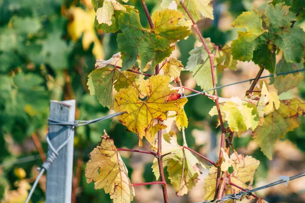 Veduta Del Vigneto Champagne Durante Autunno Nelle Campagne Reims Francia — Foto Stock