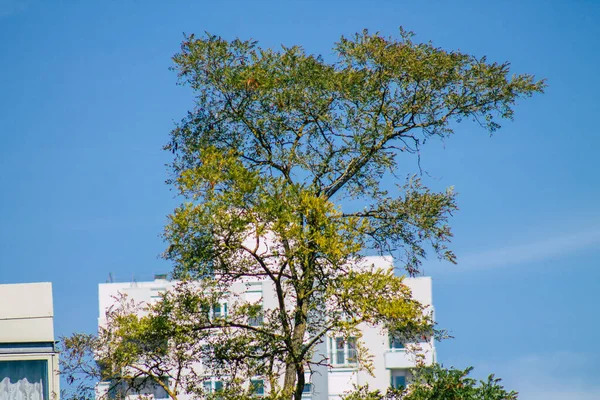 Vista Las Hojas Verdes Ramas Los Árboles Durante Otoño Francia — Foto de Stock