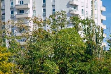 Fransa 'da sonbaharda öğleden sonra ağaçların yeşil yaprak ve dallarının görüntüsü