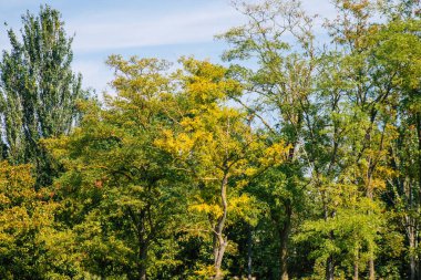 Fransa 'da sonbaharda öğleden sonra ağaçların yeşil yaprak ve dallarının görüntüsü