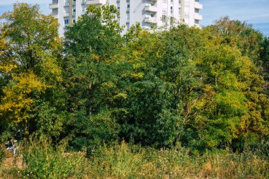 Fransa 'da sonbaharda öğleden sonra ağaçların yeşil yaprak ve dallarının görüntüsü