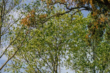 Fransa 'da sonbaharda öğleden sonra ağaçların yeşil yaprak ve dallarının görüntüsü