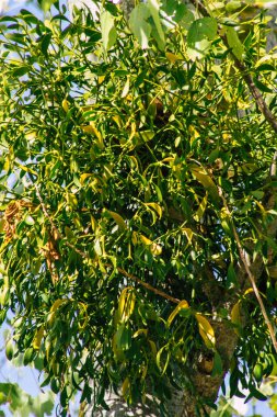 Fransa 'da sonbaharda öğleden sonra ağaçların yeşil yaprak ve dallarının görüntüsü