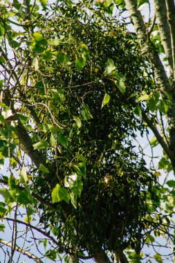Fransa 'da sonbaharda öğleden sonra ağaçların yeşil yaprak ve dallarının görüntüsü