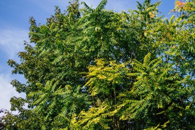Fransa 'da sonbaharda öğleden sonra ağaçların yeşil yaprak ve dallarının görüntüsü