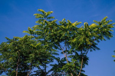 Fransa 'da sonbaharda öğleden sonra ağaçların yeşil yaprak ve dallarının görüntüsü