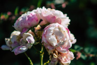 Fransa 'nın Reims kırsalında büyüyen güllerin yakınlaşması öğleden sonra